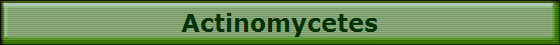 Actinomycetes
