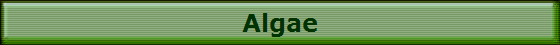Algae