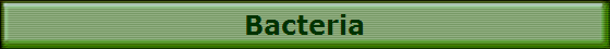 Bacteria
