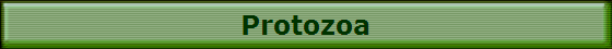 Protozoa